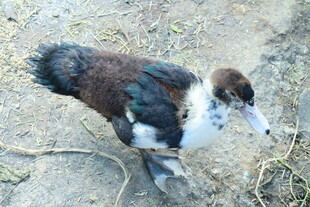 地面上的黑白羽毛鸭子