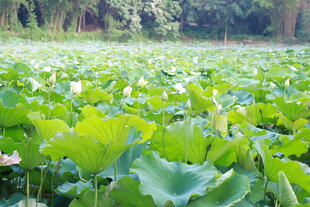 夏日荷塘绿意盎然