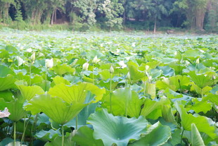 松湖烟雨夏日荷塘绿意盎然