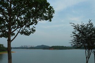 松湖烟雨湖畔绿树映蓝天景色美