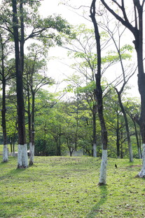 松湖烟雨林间草地 树木葱郁之景