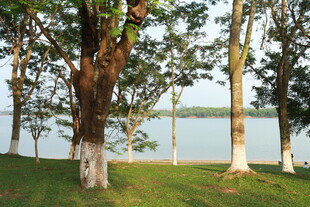 松湖烟雨湖畔树林美景