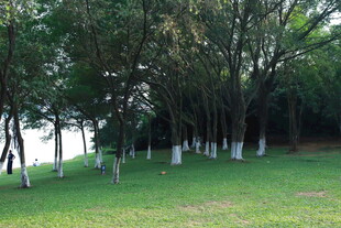 松湖烟雨湖畔绿树成荫的草地