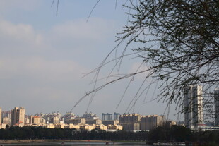 城市天际线与枝头风景