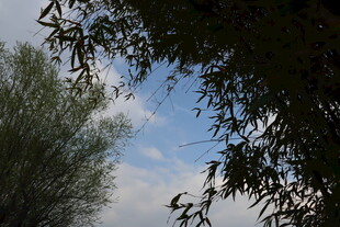 蓝天绿树间的枝叶景致