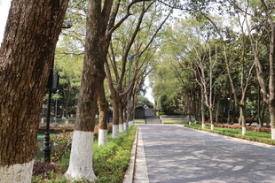 林荫大道 静谧的自然之路