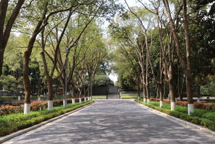 林间静谧大道