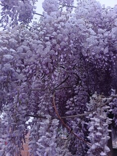 紫色繁花满树的美丽景致