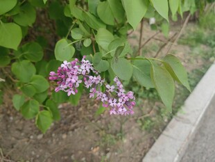 路边绽放的紫色丁香花