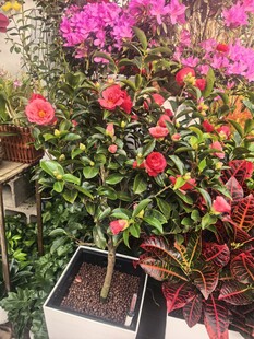 多彩花卉盆栽景观展示