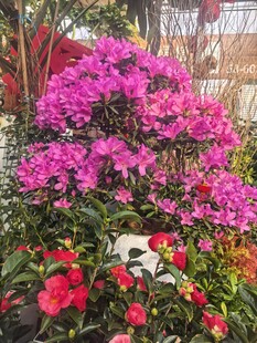 多彩花卉绽放美丽景致