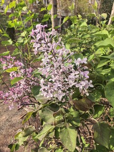 紫色花卉绽放于绿植间