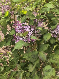 紫色花卉与绿叶植物景观