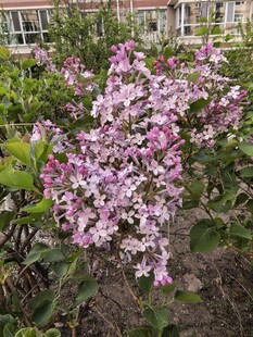 绽放的紫丁香花丛