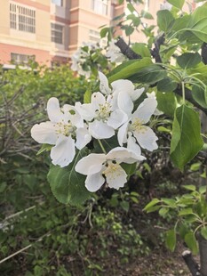 枝头绽放的洁白苹果花