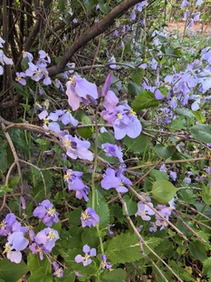 紫色野花绽放于绿植间