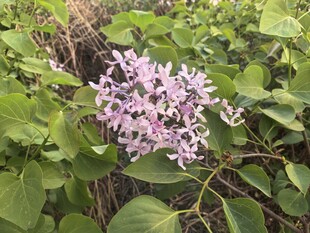 淡紫色盛开的芬芳花朵