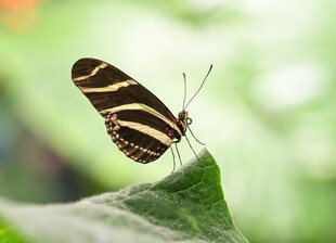 条纹蝴蝶停驻绿叶