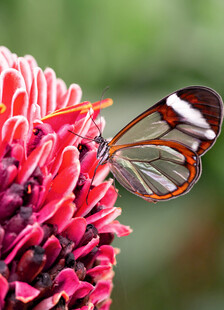 蝴蝶停在粉色花朵上