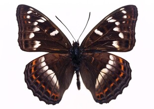 美丽棕色斑纹蝴蝶标本