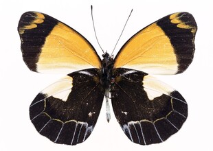 黄黑相间蝴蝶特写