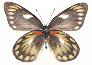 美丽蝴蝶标本特写