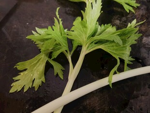 新鲜芹菜茎叶特写