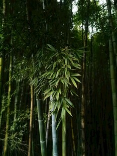 翠绿竹林景致