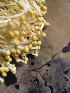 新鲜金针菇特写