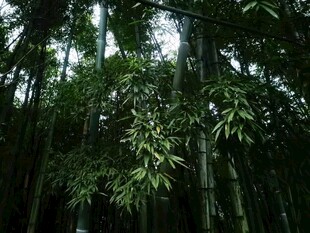 茂密竹林绿意盎然