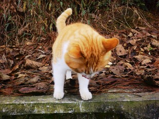 橘白猫咪低头嗅地面