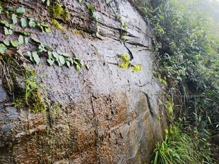 岩壁上的绿植景观