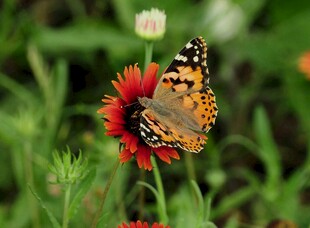 蝴蝶停驻在艳丽花朵上