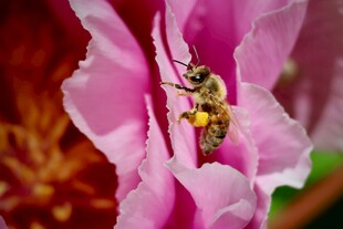 蜜蜂采蜜于娇艳粉花中