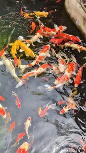 锦鲤