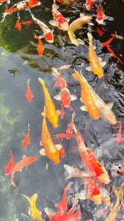 锦鲤