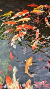 锦鲤