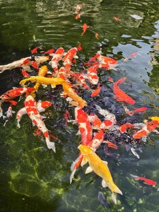 锦鲤