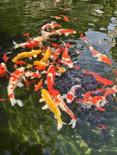 锦鲤