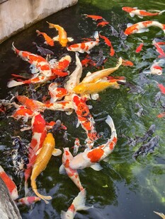 锦鲤