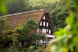日式传统木屋隐于山林间