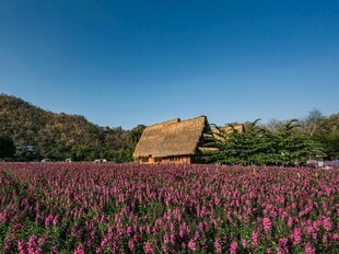 花海中的古朴小屋