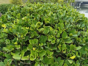 翠绿繁茂的水生植物
