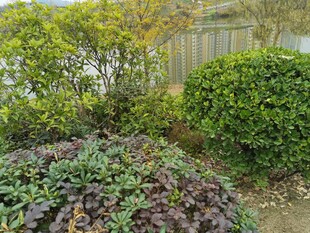 多彩绿植景观