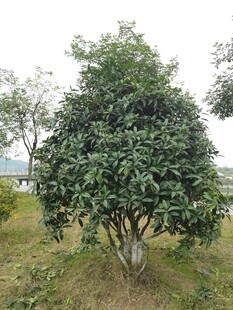 茂盛绿植独立于草地