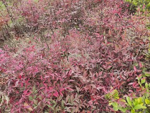 红叶植物景观