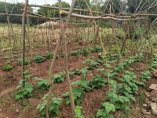 田园蔬菜种植架下的生机