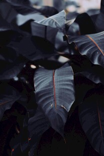 深紫脉络叶片特写