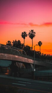 夕阳下的桥梁与棕榈树