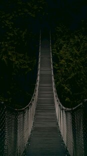 森林中的悬索桥